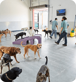 Pet Day care/Boarding