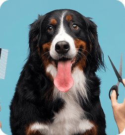 Pet Grooming
